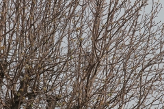 Aphelocoma californica