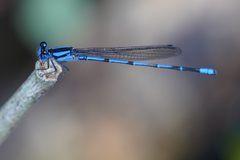 Argia insipida