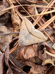 Argyrostrotis flavistriaria