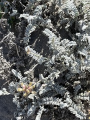 Astragalus anemophilus