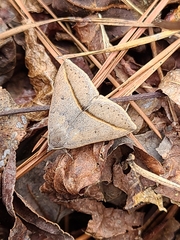 Argyrostrotis flavistriaria