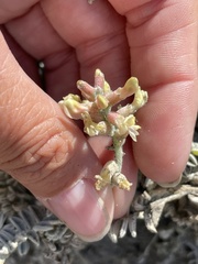 Astragalus anemophilus