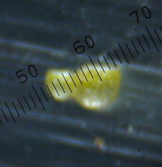 Wolffia brasiliensis