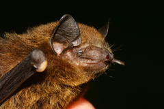 Glischropus tylopus