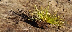 Eleocharis bella