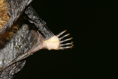 Glischropus tylopus