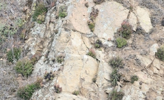 Dudleya viscida