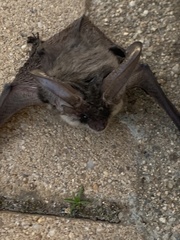 Plecotus austriacus