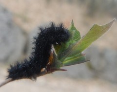 Euphydryas aurinia beckeri