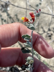 Acmispon distichus