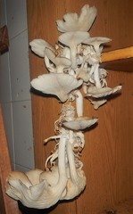 Pleurotus cornucopiae