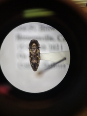 Acmaeodera neoneglecta