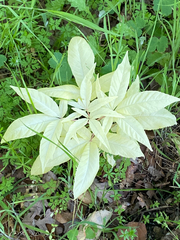 Aesculus californica
