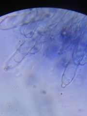 Physisporinus