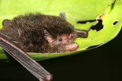 Myotis muricola