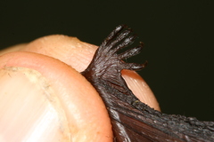 Myotis muricola
