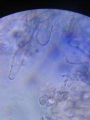 Physisporinus