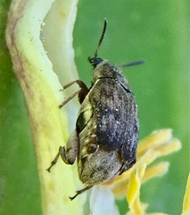 Algarobius prosopis