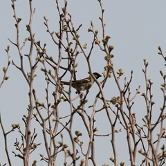 Passer domesticus