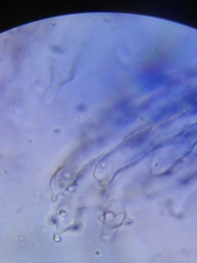 Physisporinus