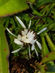 Werneria crassa crassa