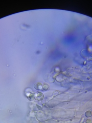 Physisporinus