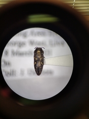 Acmaeodera neoneglecta