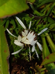 Werneria crassa crassa