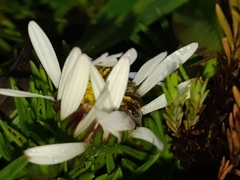 Werneria crassa crassa