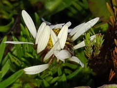 Werneria crassa crassa