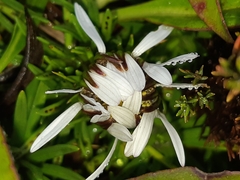 Werneria crassa crassa