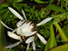 Werneria crassa crassa