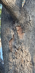 Corymbia clarksoniana