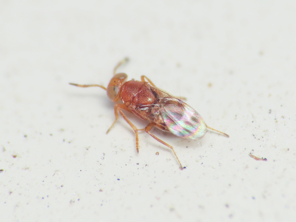 Microterys ferrugineus