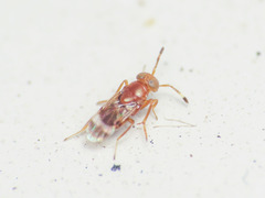 Microterys ferrugineus