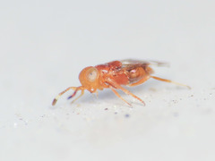 Microterys ferrugineus