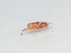Microterys ferrugineus