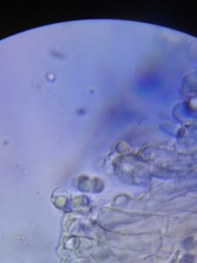 Physisporinus