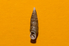 Cochlodina comensis