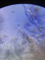 Physisporinus