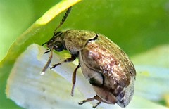 Algarobius prosopis