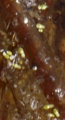 Wolffia brasiliensis