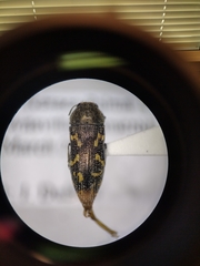 Acmaeodera neoneglecta