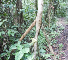 Socratea