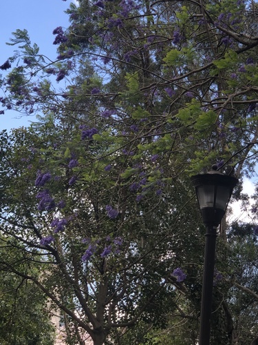 Jacaranda mimosifolia - Leaves