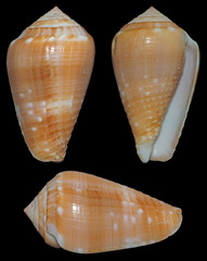 Conus catus