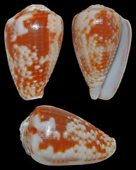 Conus catus