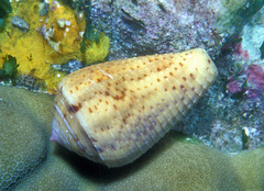 Conus catus