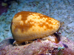 Conus catus