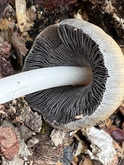 Coprinellus truncorum